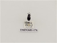 藏品(鞘翅目(1))的圖片